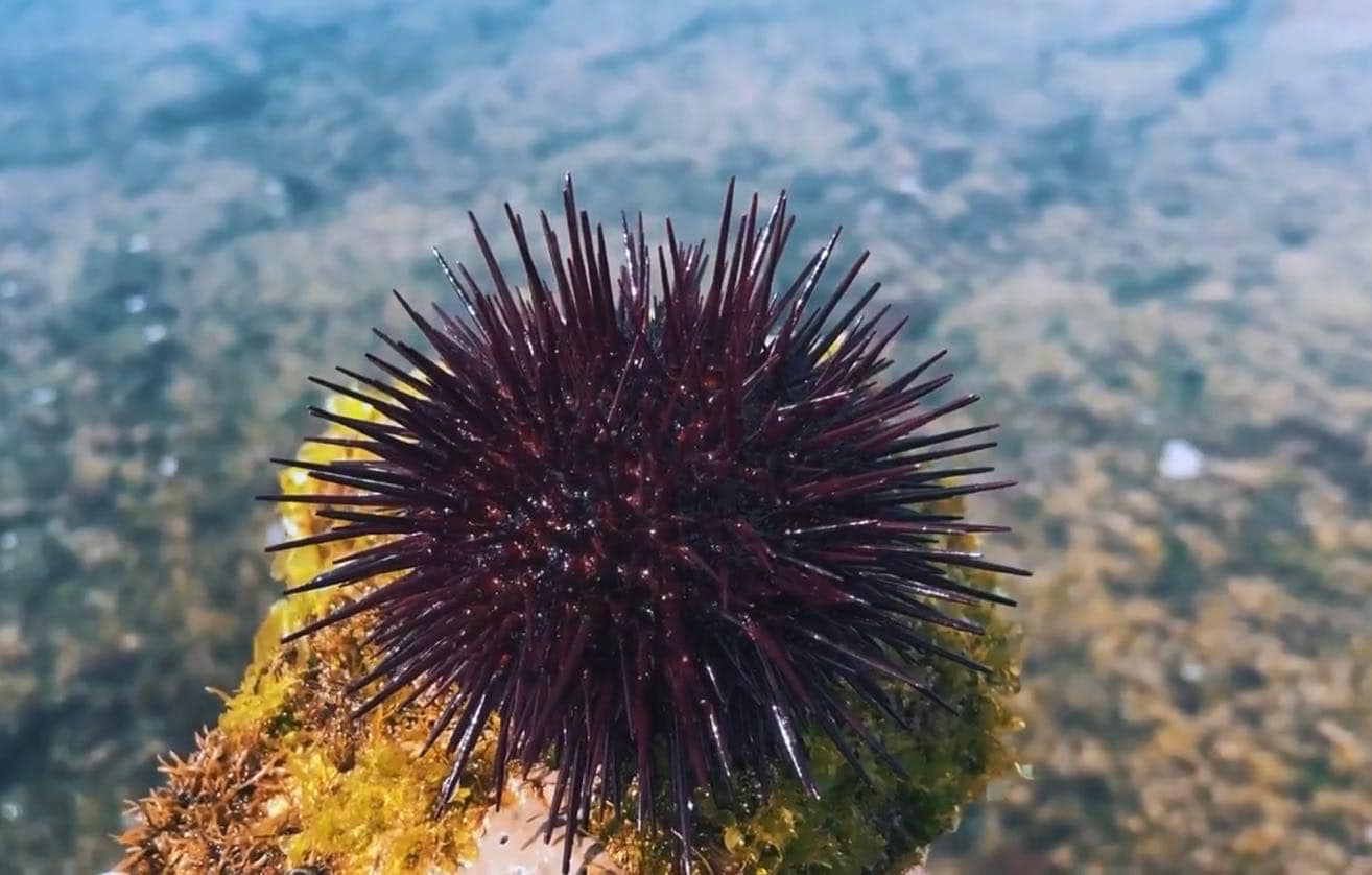 Passeios na Zona de Interesse Biofísico das Avencas - Image 2
