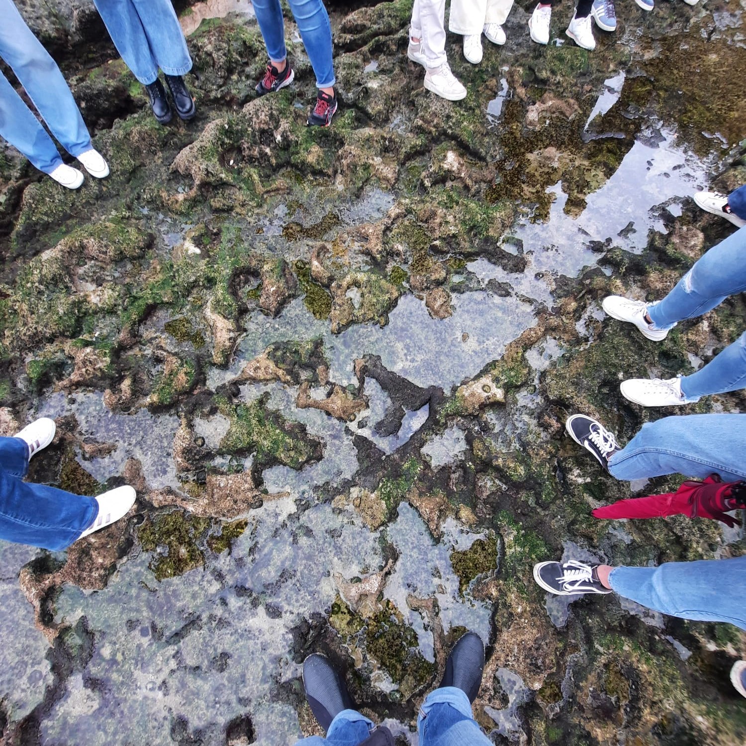 Passeios na Zona de Interesse Biofísico das Avencas - Image 4