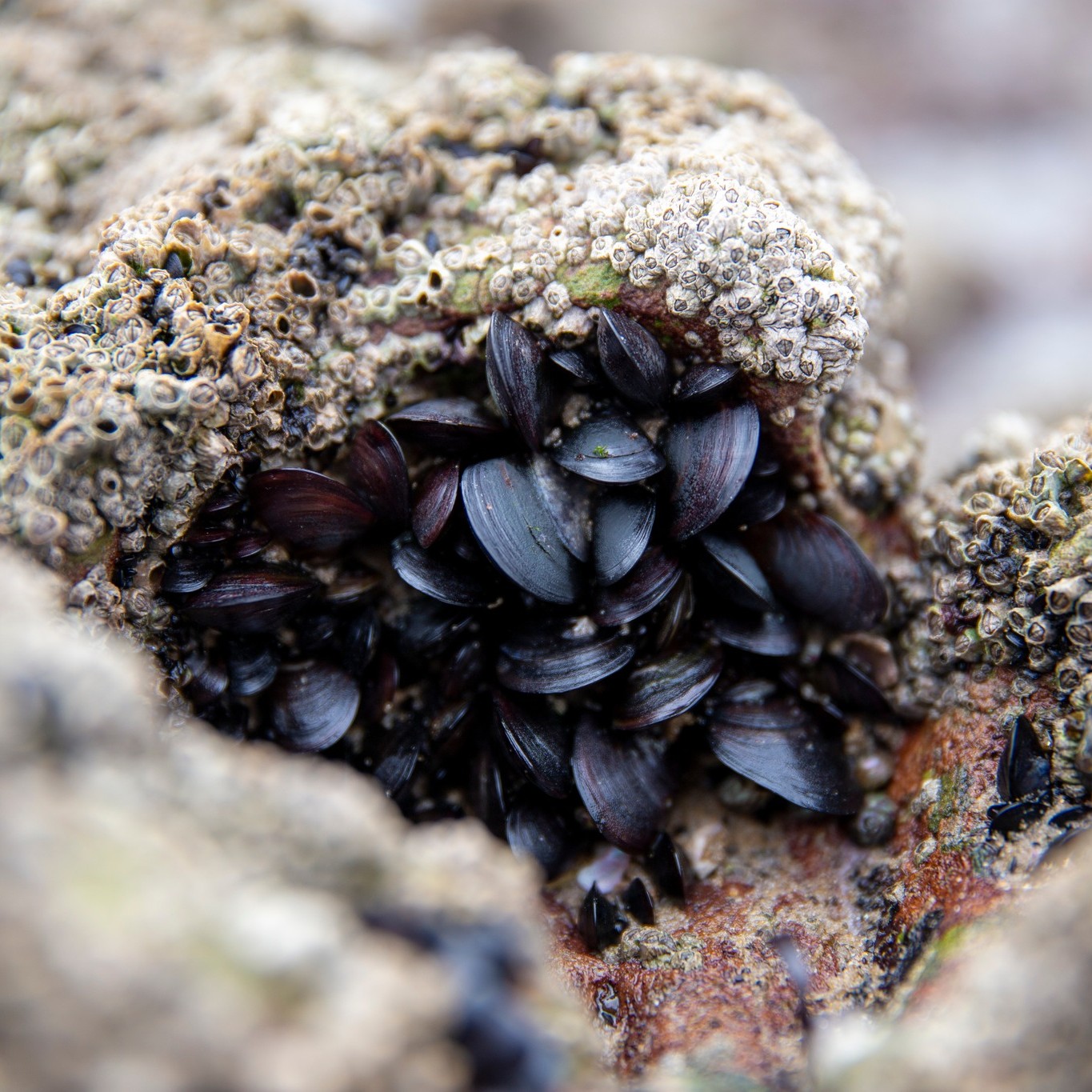 Passeios na Zona de Interesse Biofísico das Avencas - Image 5