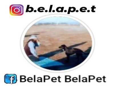 B.e.l.a.P.e.t.